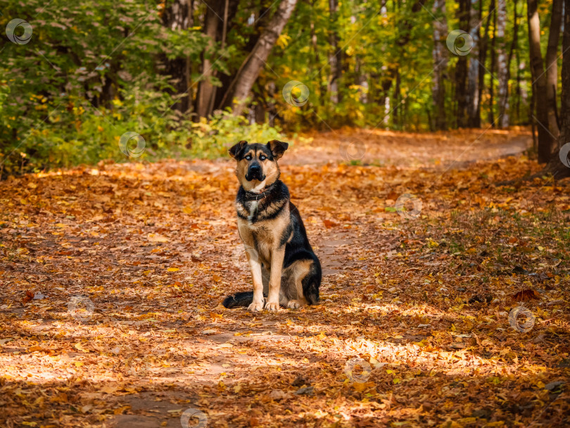 Скачать Сторожевой пес сидит на аллее в осеннем лесу фотосток Ozero