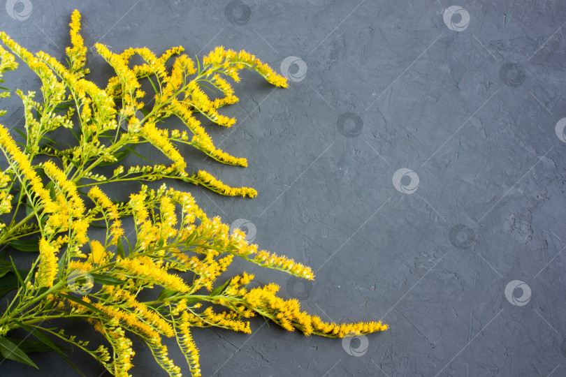 Скачать несколько веточек канадского золотарника (Solidago canadensis) с нежными желтыми цветами на сером фоне, скопируйте пространство фотосток Ozero