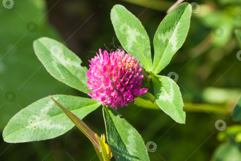 Скачать красный клевер (Trifolium pratense) на зеленом фоне, выборочный фокус фотосток Ozero