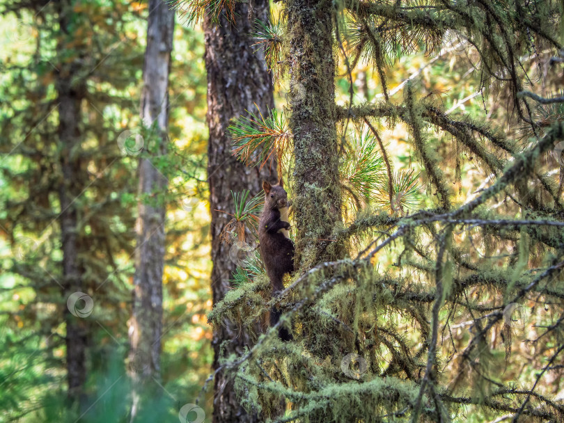 Скачать Сибирская белка в осеннем лесу. фотосток Ozero