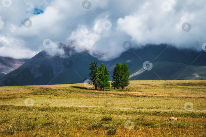 Скачать Атмосферный зеленый пейзаж с деревом в горах. Тесно стоящая группа зеленых хвойных деревьев на плато на фоне альпийских гор с потрясающим небом. фотосток Ozero