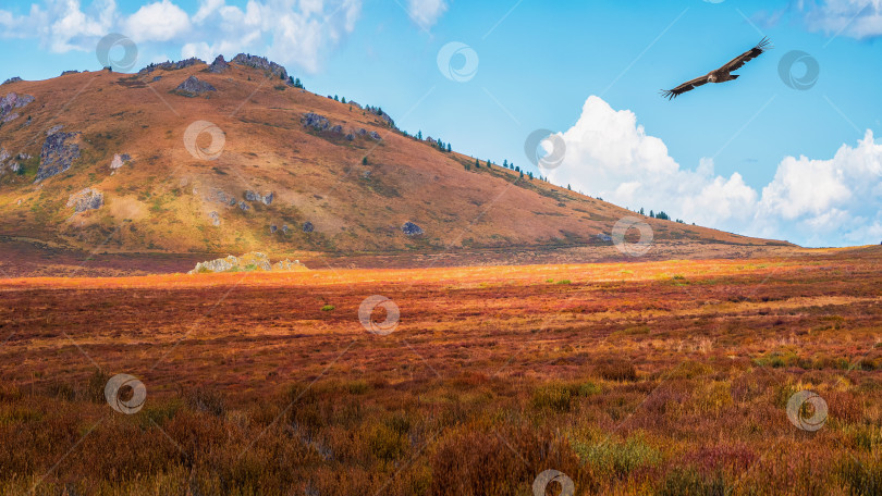 Скачать Солнечные лучи на осенней горной долине с летящей хищной птицей. Драматический осенний пейзаж с горным золотым солнцем и разноцветными горами. фотосток Ozero