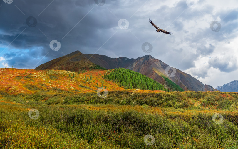 Скачать Солнечные лучи на осенней горной долине с летящей хищной птицей. Драматический осенний пейзаж с горным золотым солнцем и разноцветными горами. фотосток Ozero