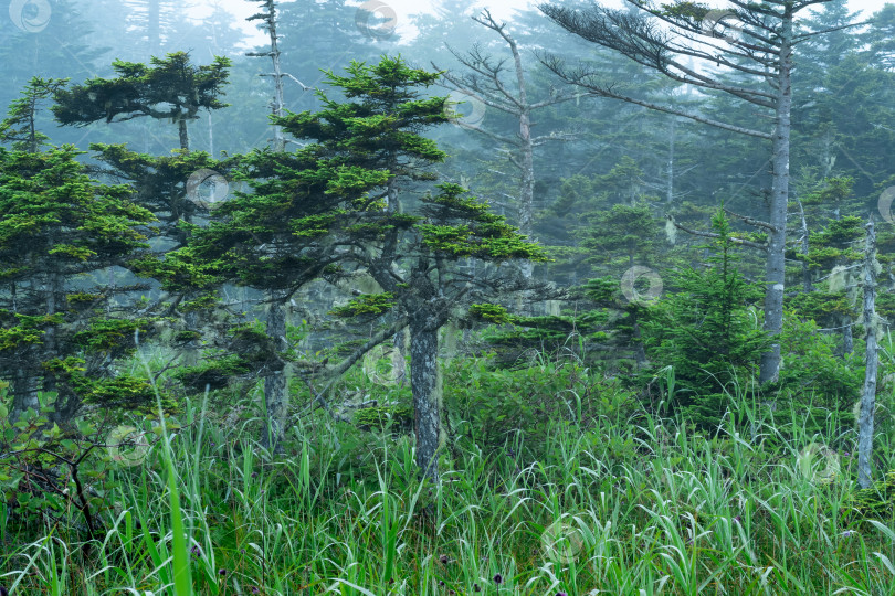 Скачать туманный утренний пейзаж с красивыми искривленными низкорослыми соснами фотосток Ozero