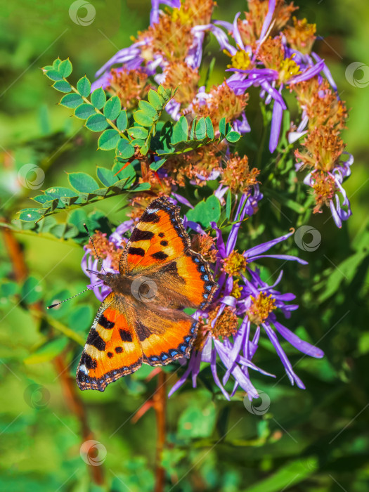 Скачать Яркое имаго Aglais urticae, маленькая черепаховая бабочка на цветке, крупным планом. фотосток Ozero