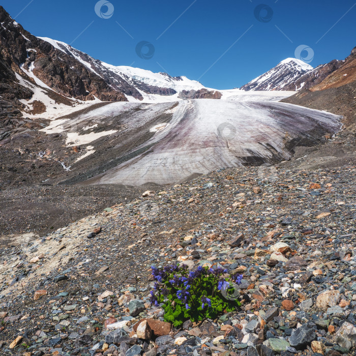 Скачать Удивительные ароматные пурпурные цветы растут на утесе среди скал рядом с ледником крупным планом. Скудная растительность высокогорья. Горная флора. фотосток Ozero