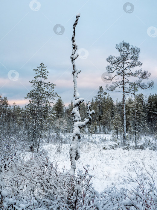 Скачать Зимний заснеженный северный лес в полярный день фотосток Ozero