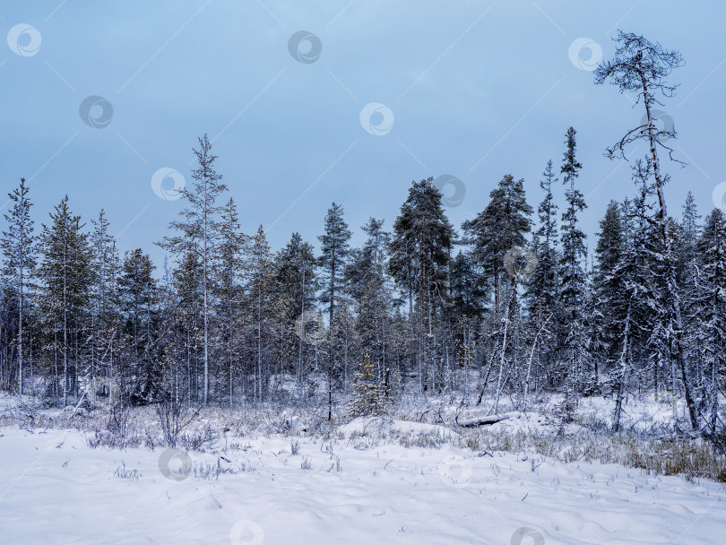 Скачать Зимний заснеженный северный лес в полярный день. фотосток Ozero