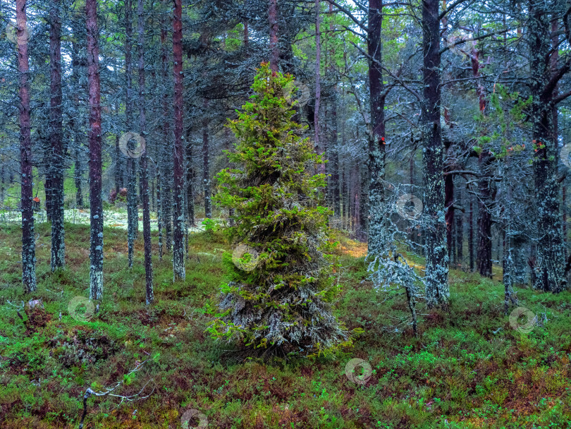 Скачать Арктический густой северный лес. Ель, покрытая мхом. фотосток Ozero