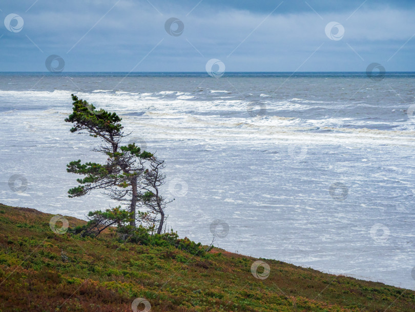 Скачать Одинокое согнутое дерево на берегу холодного моря. фотосток Ozero