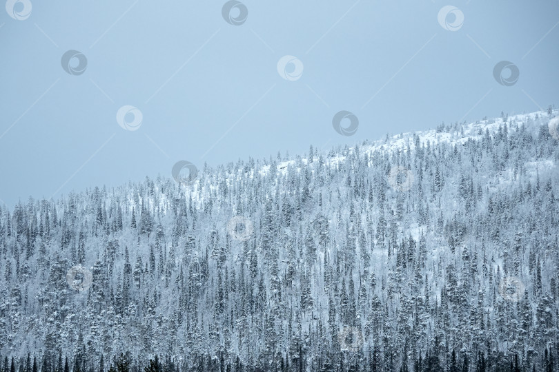 Скачать Снежный перевал. Зимние арктические лесистые снежные холмы. фотосток Ozero