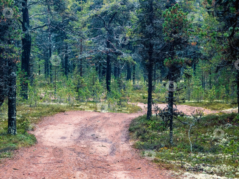 Скачать Сказочный северный лес с извилистой дорогой. фотосток Ozero