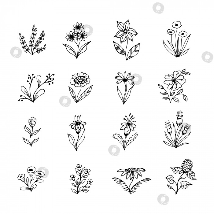 Скачать коллекция нарисованных от руки элементов ботанических цветочных каракулей для концепции цветочного дизайна фотосток Ozero