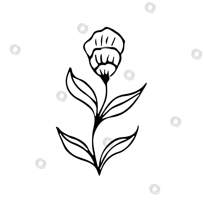 Скачать нарисованный от руки элемент ботанического цветочного каракуля для концепции цветочного дизайна фотосток Ozero