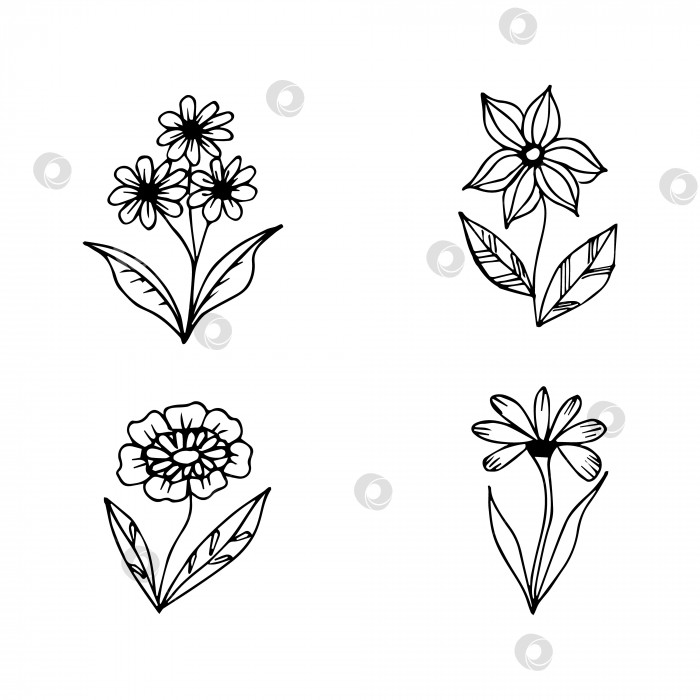 Скачать коллекция нарисованных от руки элементов ботанических цветочных каракулей для концепции цветочного дизайна фотосток Ozero