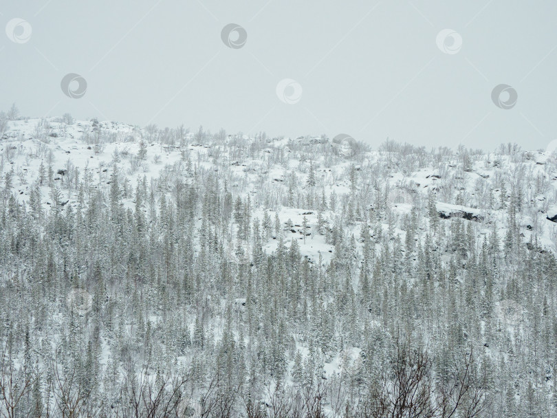 Скачать Ядовитый зимний лес на холме рядом с металлургическим заводом в Мончегорске в России фотосток Ozero