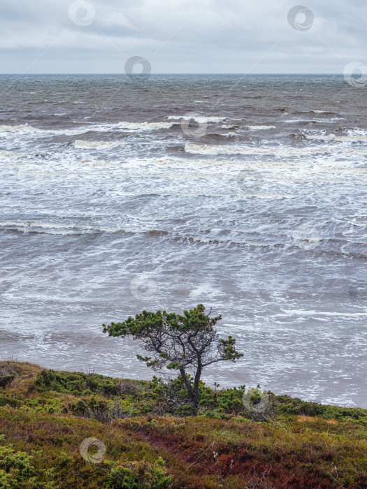 Скачать Одинокое дерево на скалистом выступе, утес над морем. фотосток Ozero