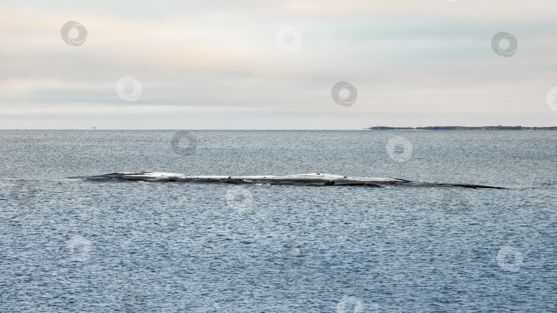 Скачать Длинный узкий камень, выступающий из воды. Холодное Белое море. фотосток Ozero