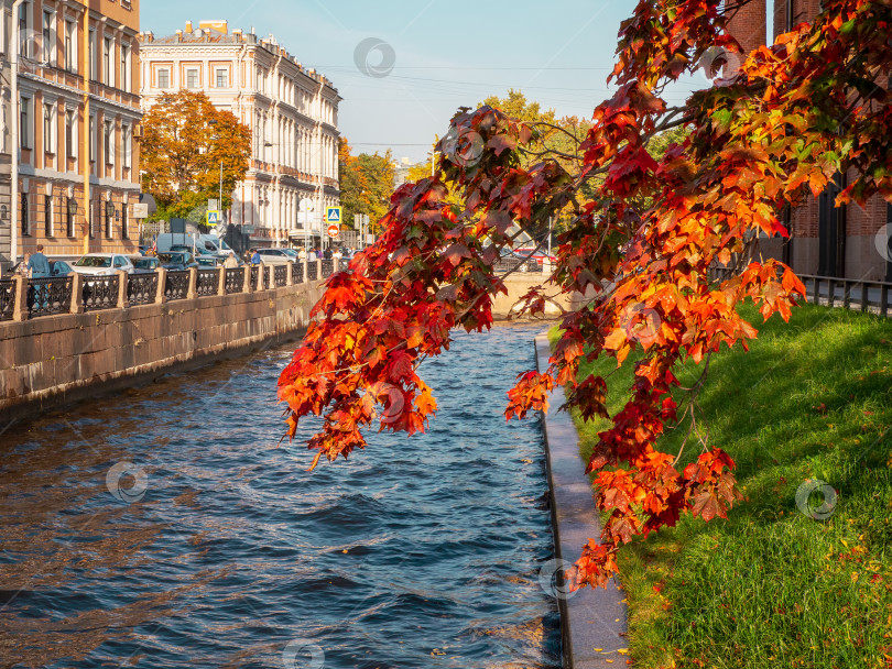 Скачать Ветка красного осеннего клена над голубой водой. фотосток Ozero