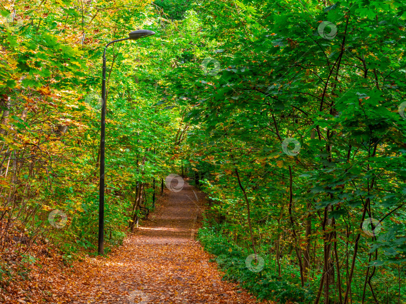 Скачать Засыпанная листьями осенняя дорожка в парке. фотосток Ozero