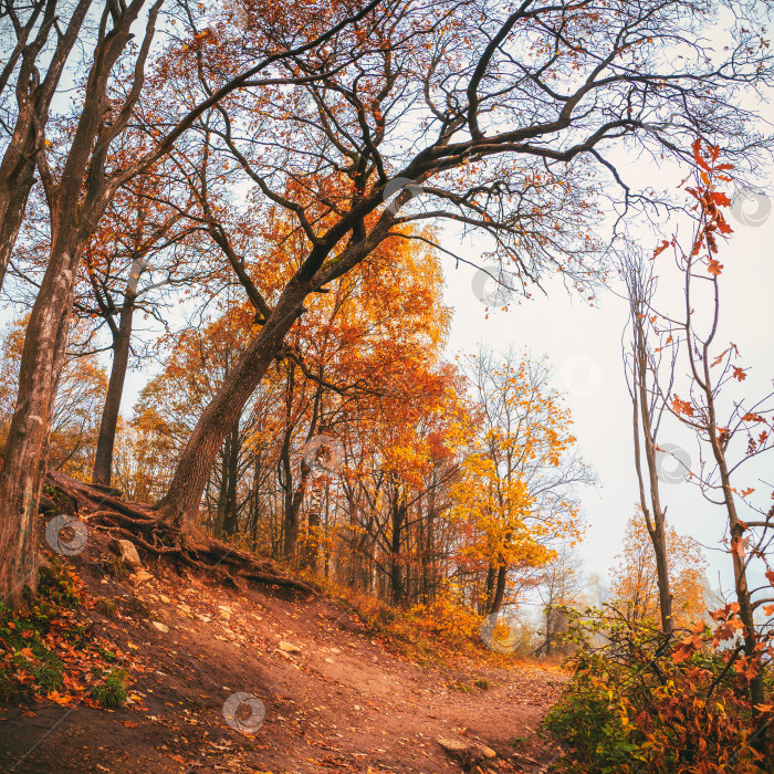 Скачать Красивый осенний туманный пейзаж с красным деревом на холме. Мягкий фокус. фотосток Ozero
