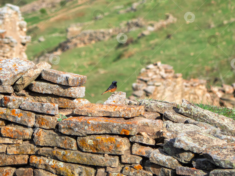 Скачать Обыкновенная горихвостка (Phoenicurus phoenicurus), самец в старой каменной стене. фотосток Ozero