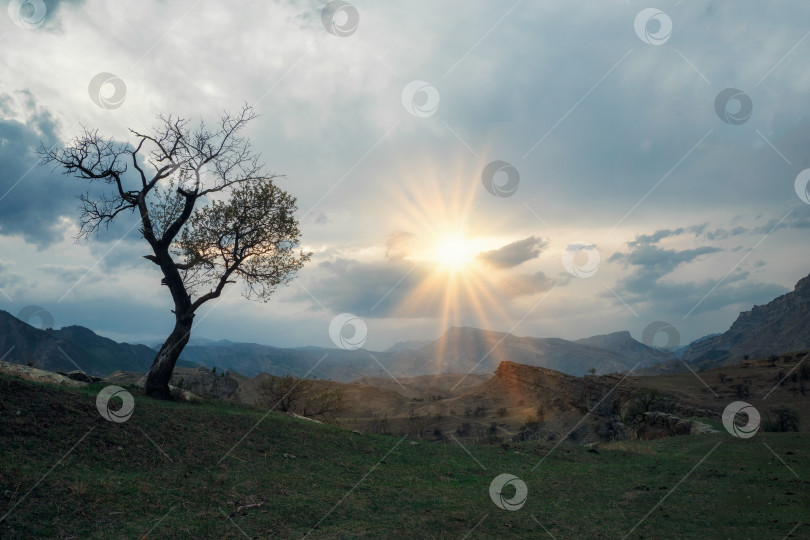 Скачать Силуэт зеленого дерева, стоящего в голубых горах на закате. фотосток Ozero