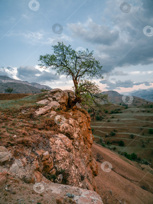 Скачать Одинокое дерево, растущее на вершине скалы. Вертикальный вид. фотосток Ozero