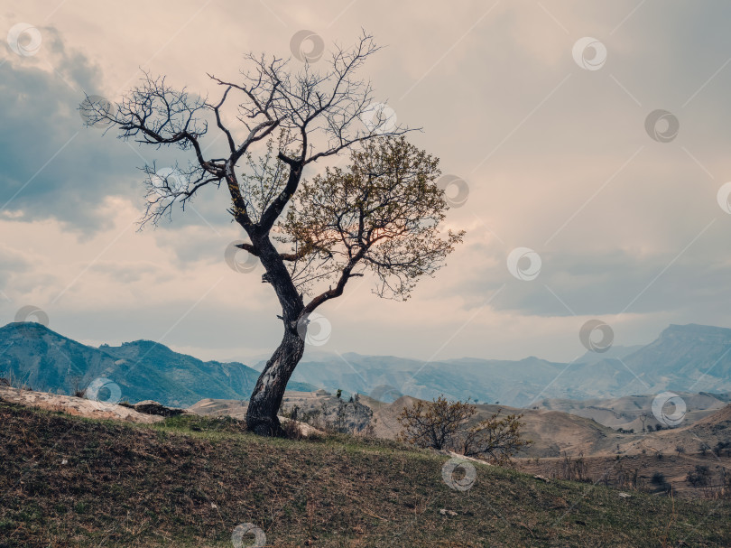 Скачать Одинокое дерево, растущее на вершине скалы. Винтажная тонировка. фотосток Ozero