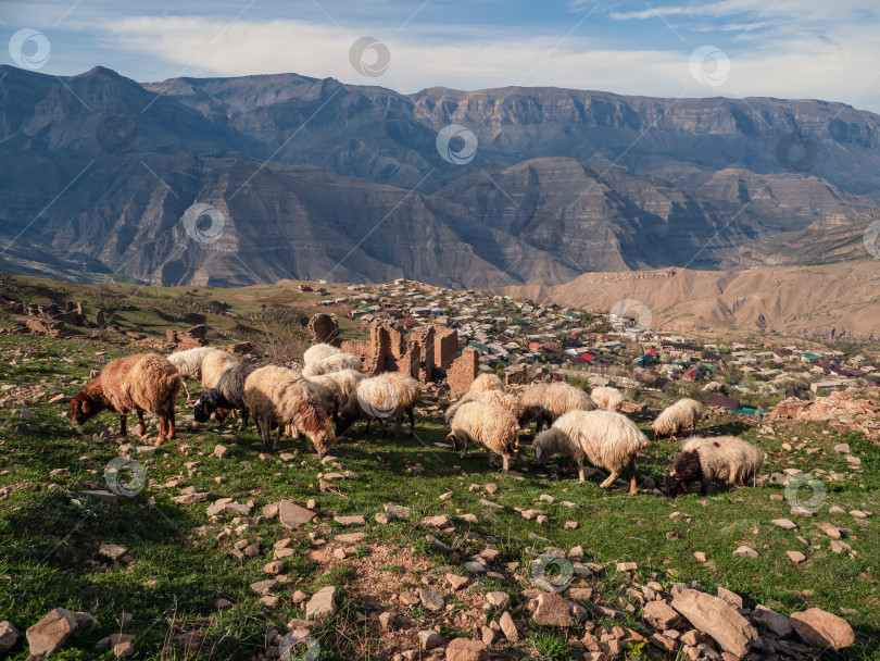 Скачать Высоко в горах на заднем плане деревни пасется стадо овец. Дагестан. фотосток Ozero