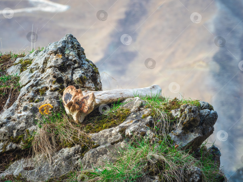 Скачать Белая кость животного лежит на камне на утесе горы. фотосток Ozero