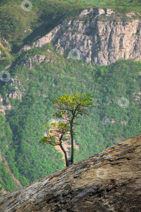 Скачать Зеленое дерево, растущее на вершине скалы. Вертикальный вид фотосток Ozero