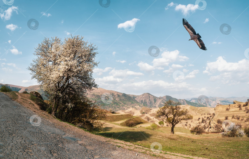 Скачать Цветущая дикая яблоня рядом с горной дорогой на фоне гряды высоких гор. фотосток Ozero