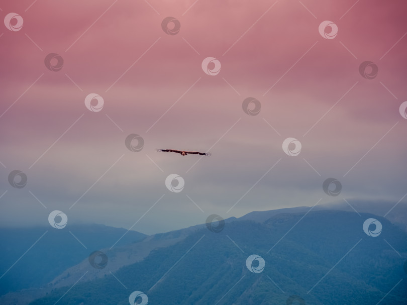 Скачать Размытый фон, мягкий фокус. Одинокий орел, летящий по небу над горами фотосток Ozero