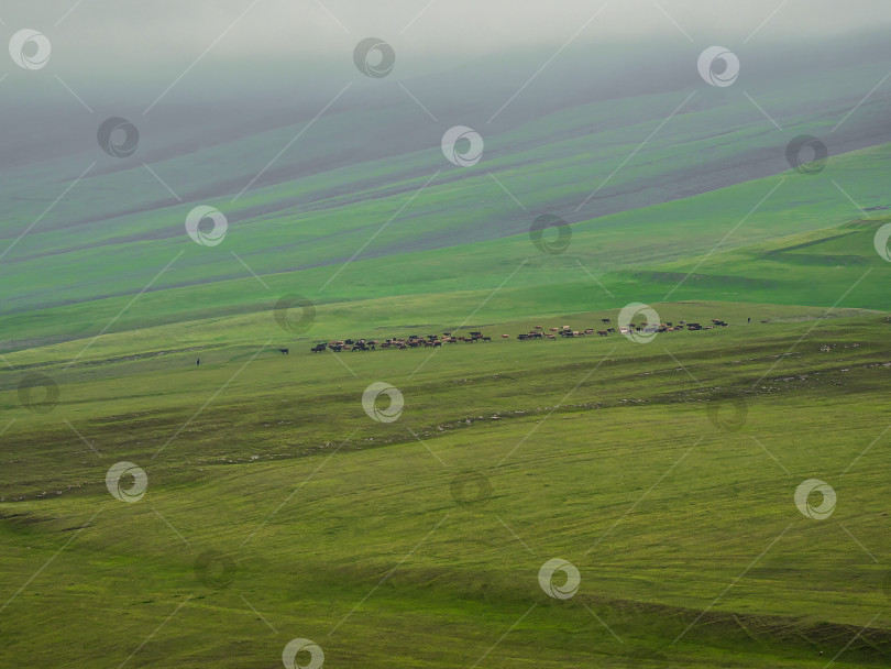 Скачать Группа коров вдалеке на зеленом пастбище на фоне дождливых и туманных холмов. фотосток Ozero