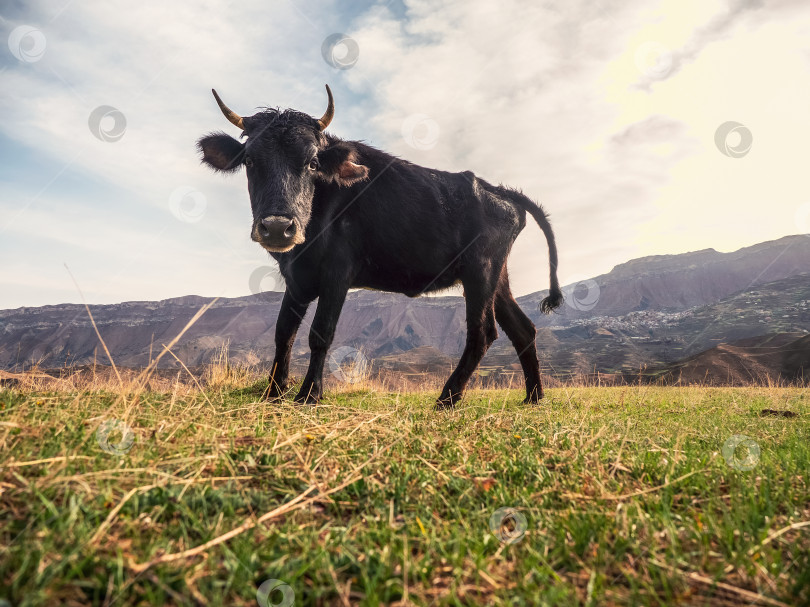 Скачать Забавная черная корова смотрит в камеру. Корова на свежем зеленом пастбище летом. фотосток Ozero