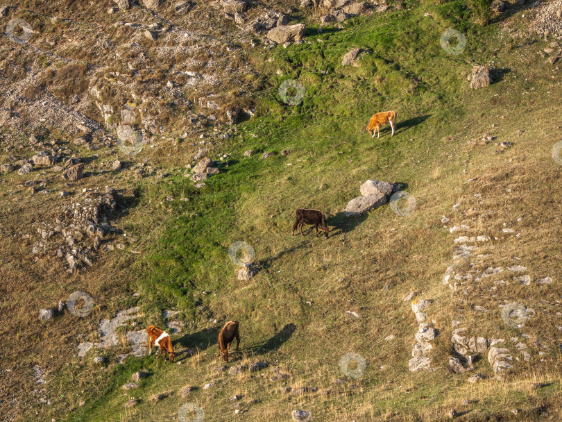 Скачать Коровы на крутом горном склоне. фотосток Ozero