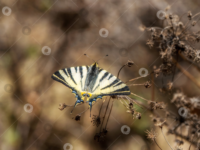 Скачать Редкая бабочка-махаон, сидящая на сухом стебле. Коричневый естественный фон. фотосток Ozero