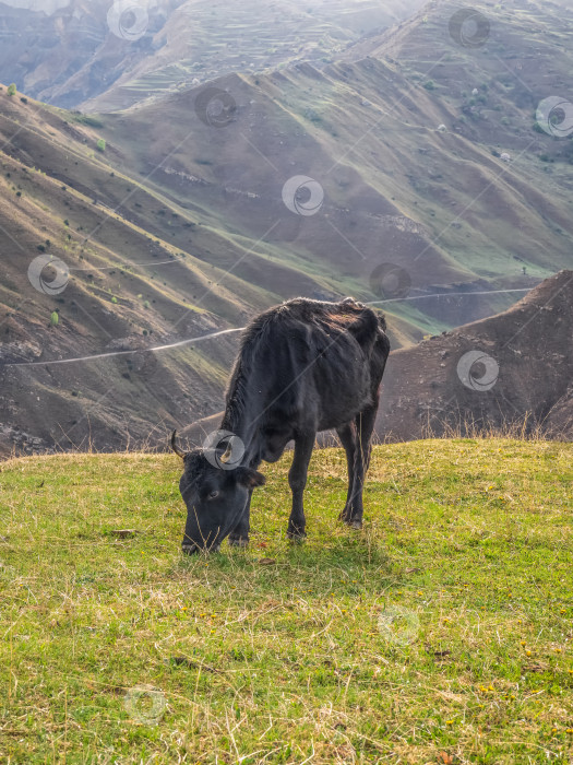 Скачать Черная корова летом на свежем зеленом пастбище на склоне горы. фотосток Ozero