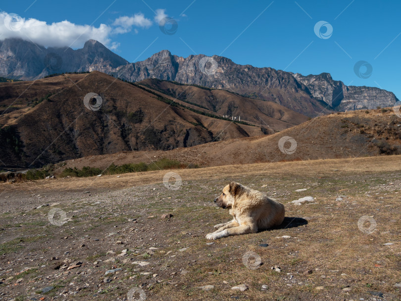 Скачать Кобель красивой породы среднеазиатская овчарка лежит с гордо поднятой головой. Алабай на фоне горы. фотосток Ozero