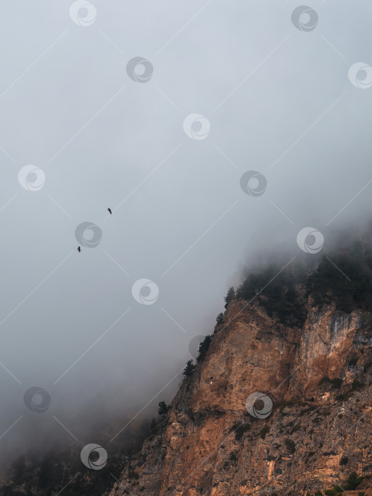 Скачать Высокая скала в низких облаках и летящие вороны. Впечатляющий альпийский пейзаж с огромными скалами и горами в густых низких облаках. Прекрасный вид на горные вершины сквозь густые облака. Вертикальный минималистичный вид. фотосток Ozero