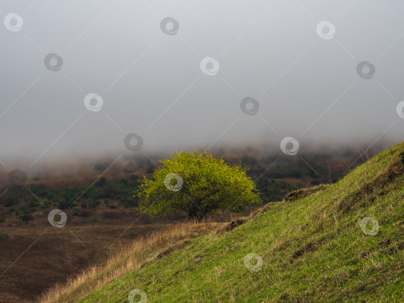 Скачать Диагональный зеленый склон с одиноким деревом в горах с низкими облаками. Минималистская сцена с деревом на фоне зеленой долины. Прекрасный горный пейзаж поздней осенью. фотосток Ozero