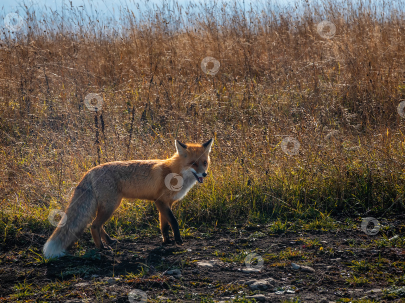 Скачать Пушистая рыжая лиса на тропе в сельском поле. Дикая лиса смотрит в камеру. фотосток Ozero