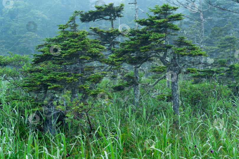 Скачать утренний туманный природный пейзаж, влажный луг с маленькими горными елями фотосток Ozero