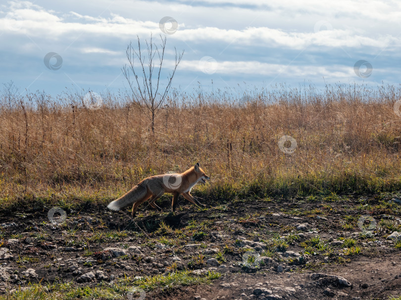 Скачать Пушистая рыжая лиса бежит по тропинке вдоль осеннего поля. Дикая лиса на осеннем поле. фотосток Ozero