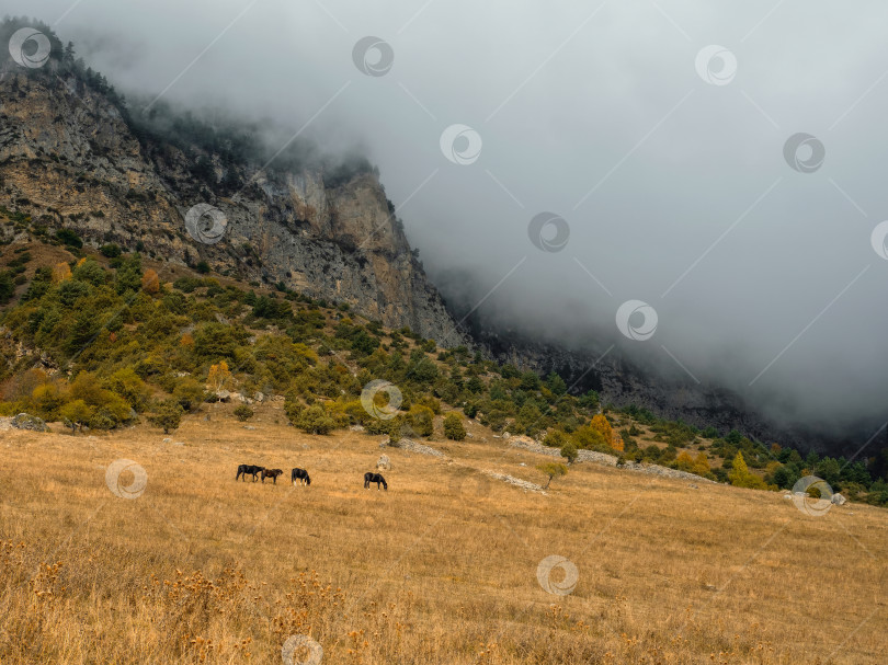 Скачать Табун лошадей на фоне горной вершины. фотосток Ozero