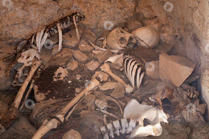 Скачать Избирательный фокус. Скелет находится в склепе. Старый человеческий скелет в древней гробнице во время археологических раскопок. Нога скелета находится на переднем плане. фотосток Ozero