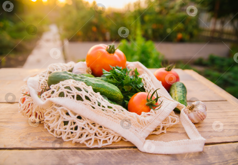 Скачать Свежие сочные овощи, продукты в многоразовой хозяйственной сумке, авоське из переработанных материалов, на деревянном столе в саду. Вегетарианство. Никакого пластика. Экологически чистый образ жизни. фотосток Ozero