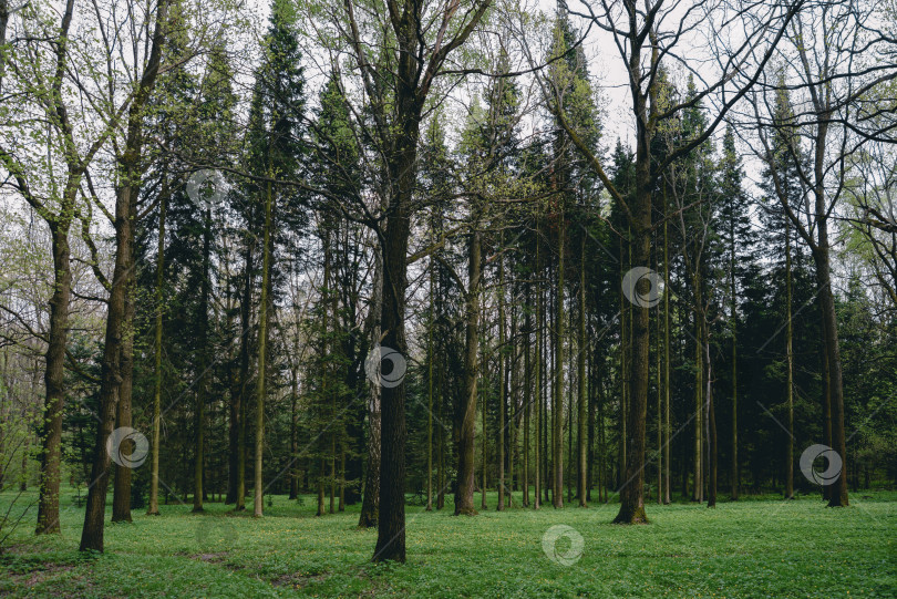 Скачать Деревья в парке весной фотосток Ozero