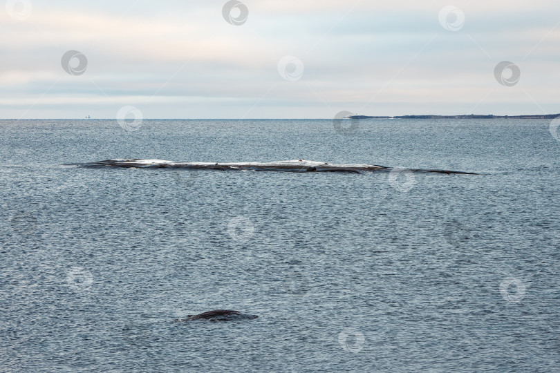 Скачать Длинный узкий камень, выступающий из воды. Холодное Белое море. Минималистичный морской пейзаж. фотосток Ozero
